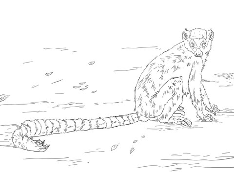 Ring Tailed Lemur Coloring Page